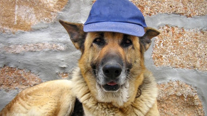 Detail German Shepherd Hats Nomer 32