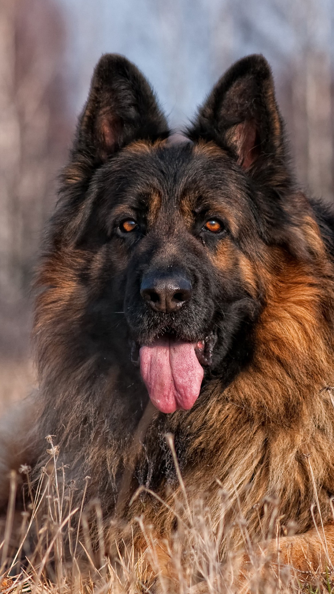 Detail German Shepherd Hd Nomer 13