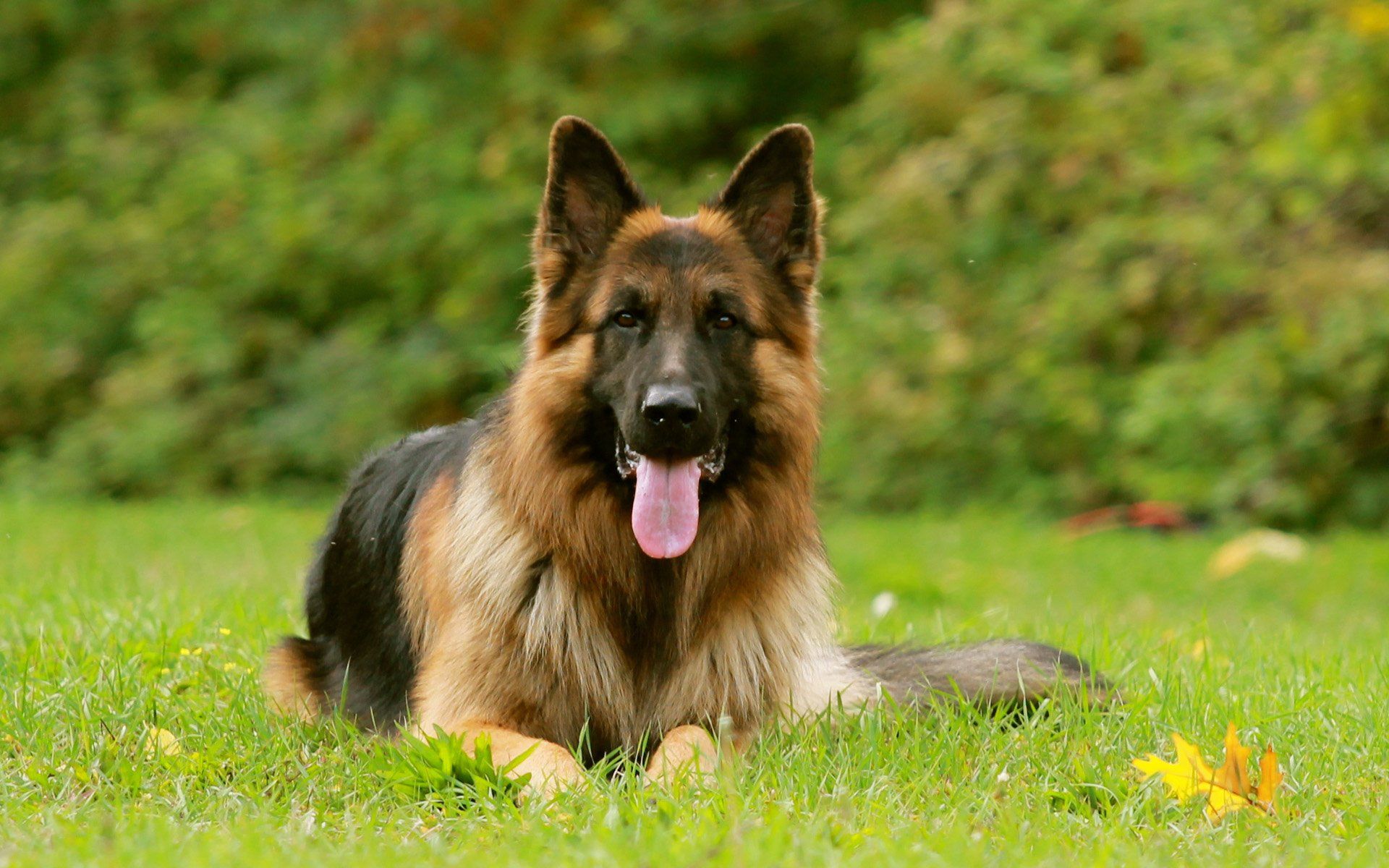 Detail German Shepherd Hd Nomer 4