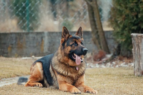 Detail German Shepherd Hd Wallpaper Nomer 2