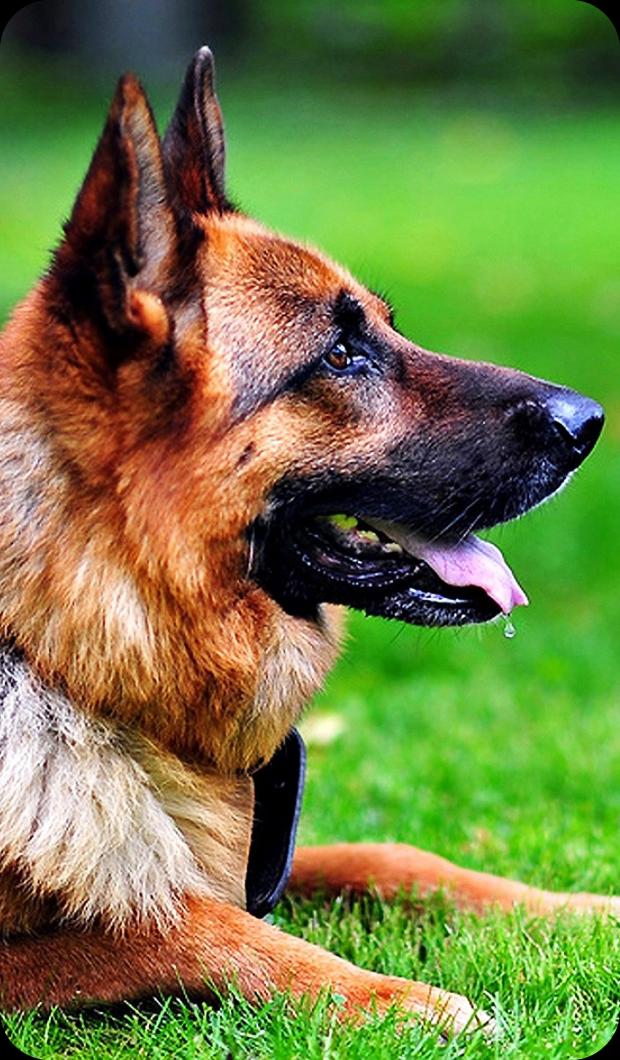 Detail German Shepherd Hd Wallpaper Nomer 12