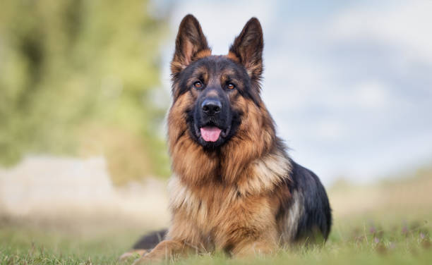 Detail German Shepherd Hd Wallpaper Nomer 26