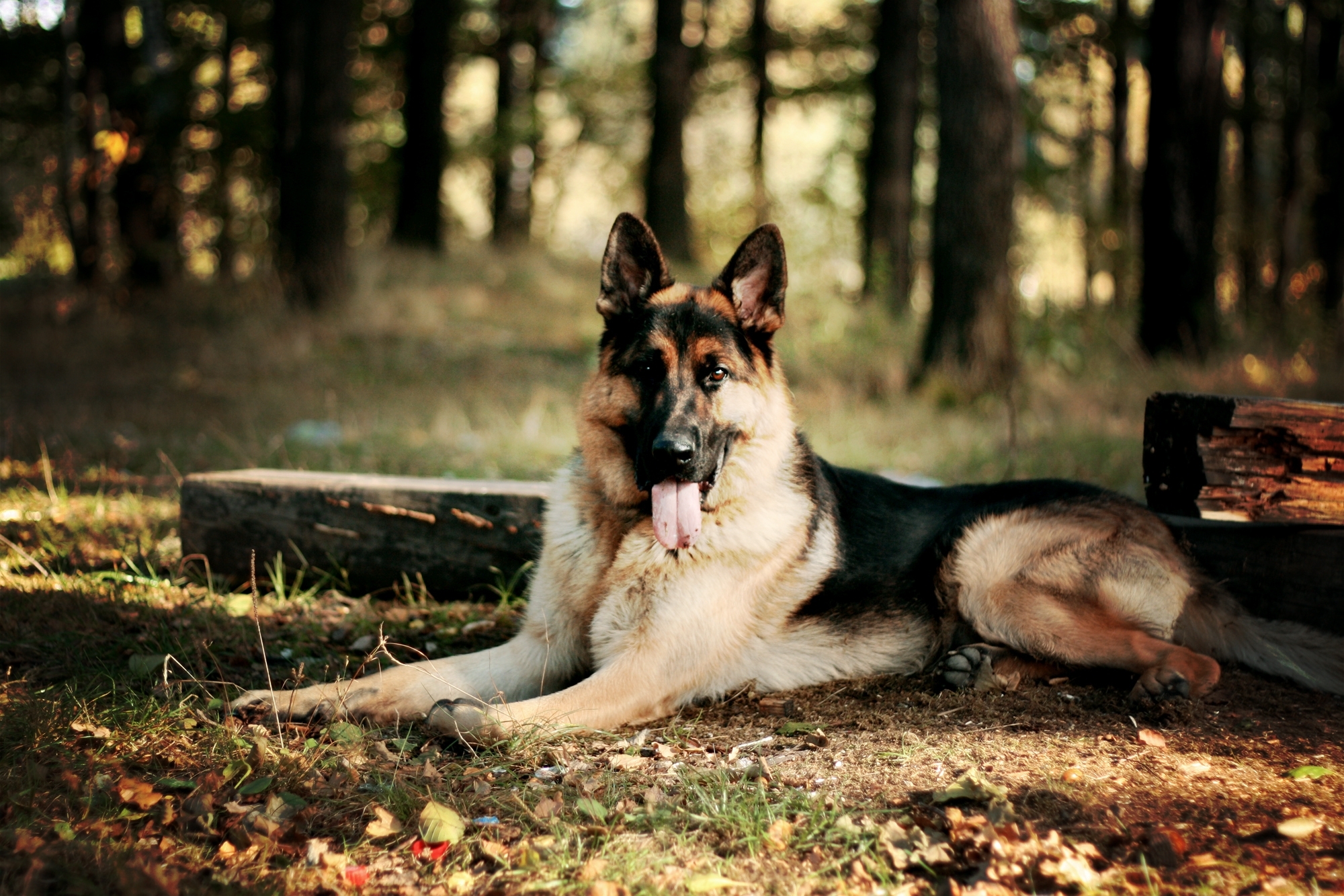 Detail German Shepherd Hd Wallpaper Nomer 27