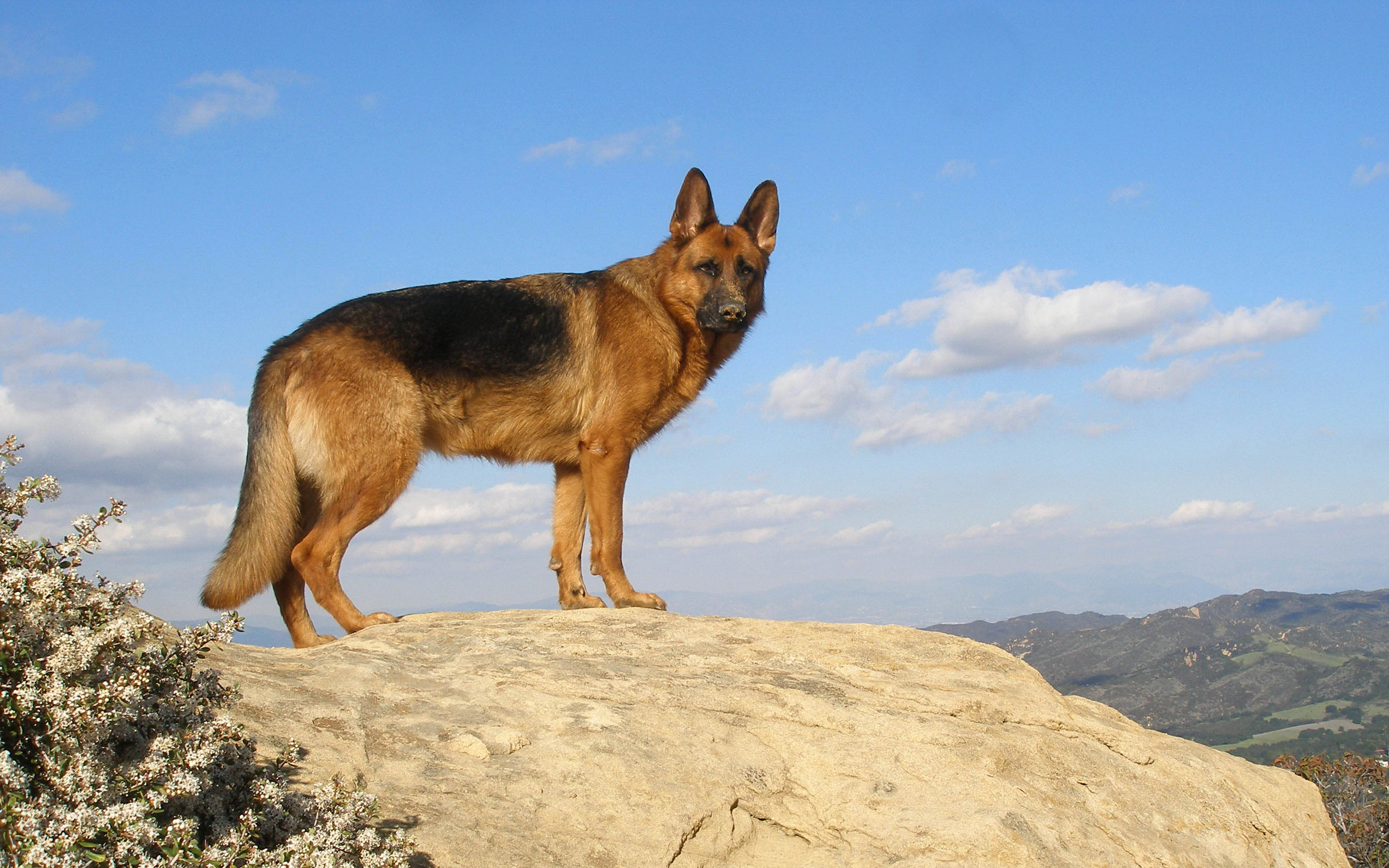 Detail German Shepherd Hd Wallpaper Nomer 28