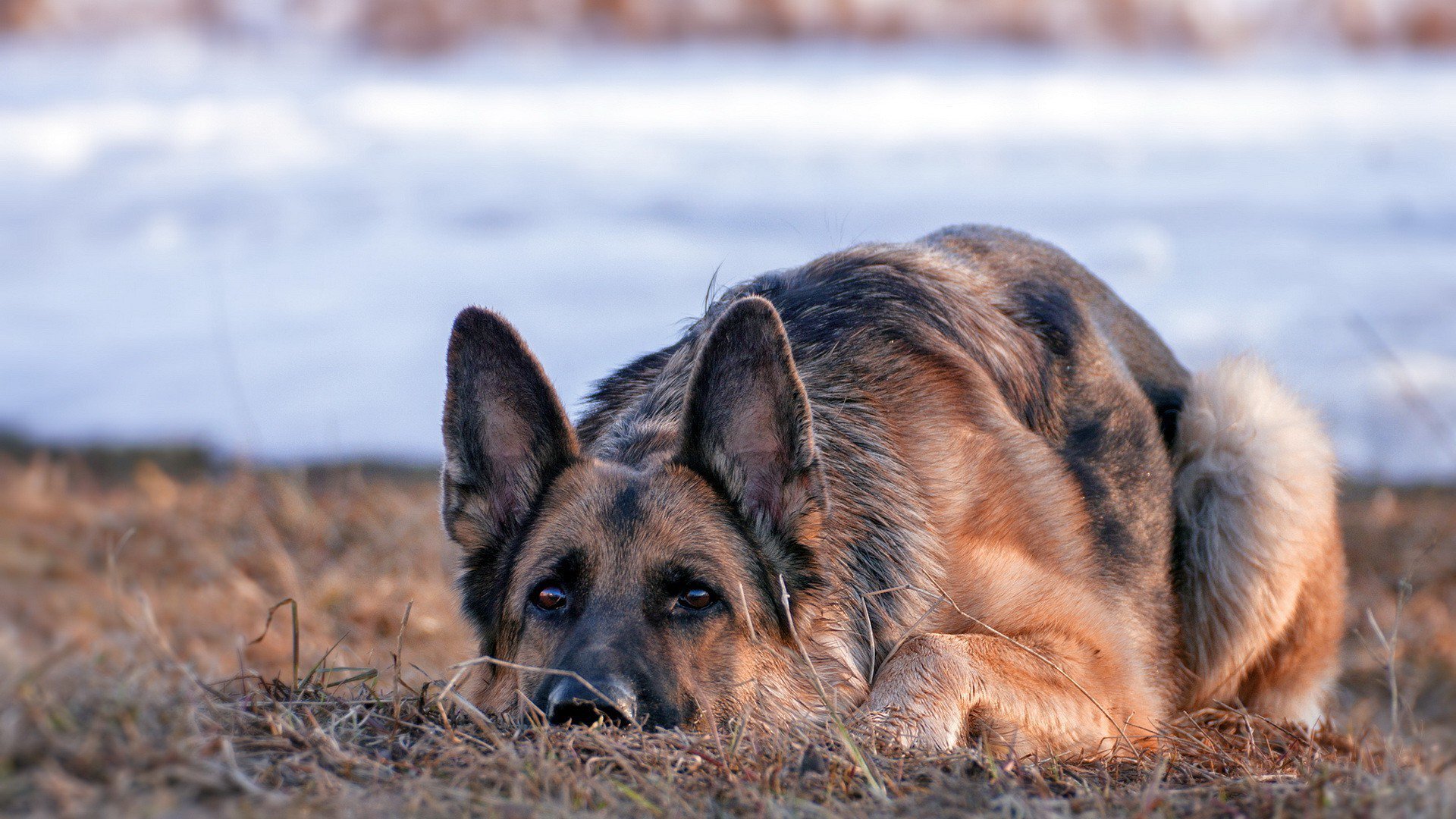 Detail German Shepherd Hd Wallpaper Nomer 34