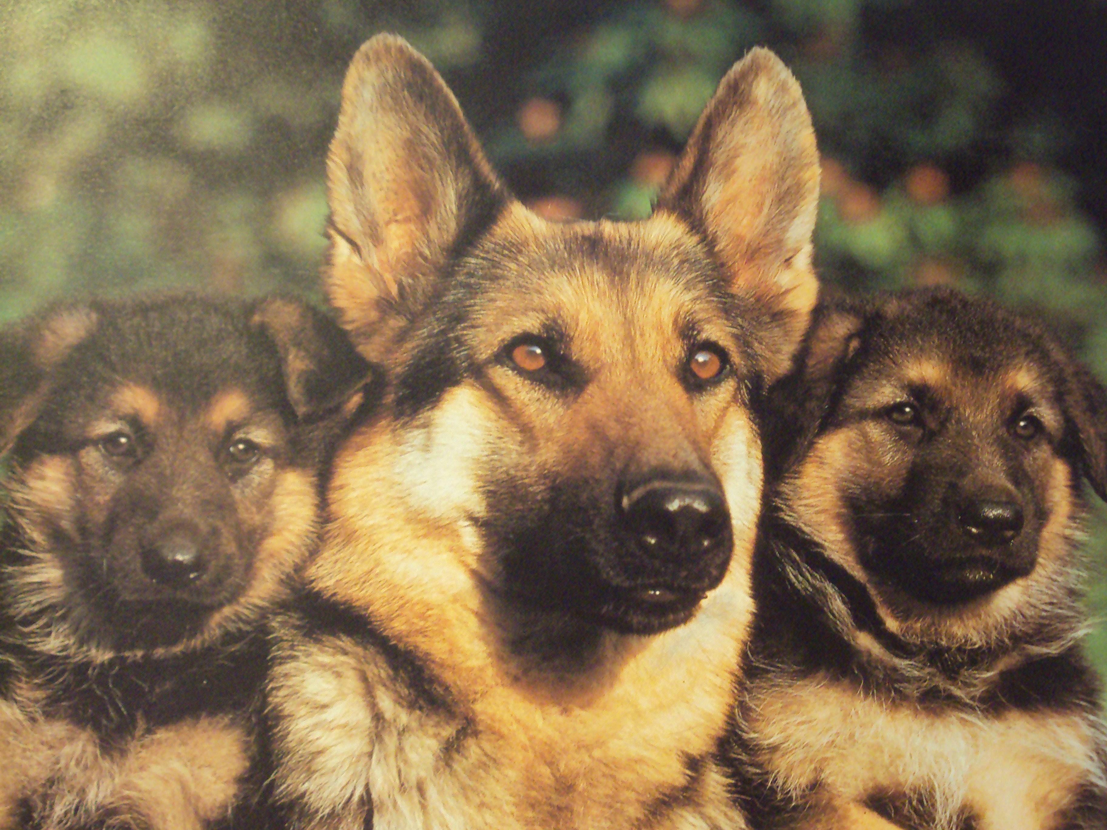 Detail German Shepherd Hd Wallpaper Nomer 5