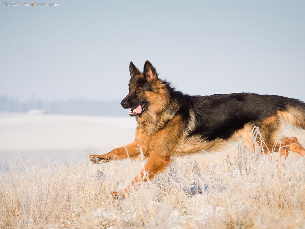 Detail German Shepherd Hd Wallpaper Nomer 53