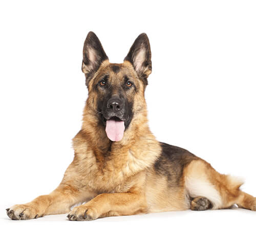 Detail German Shepherd Image Nomer 14