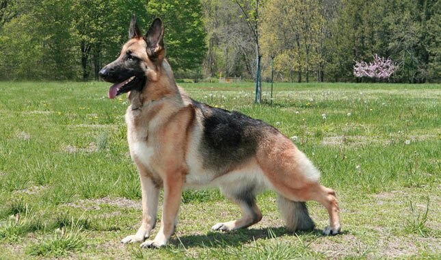 Detail German Shepherd Image Nomer 29