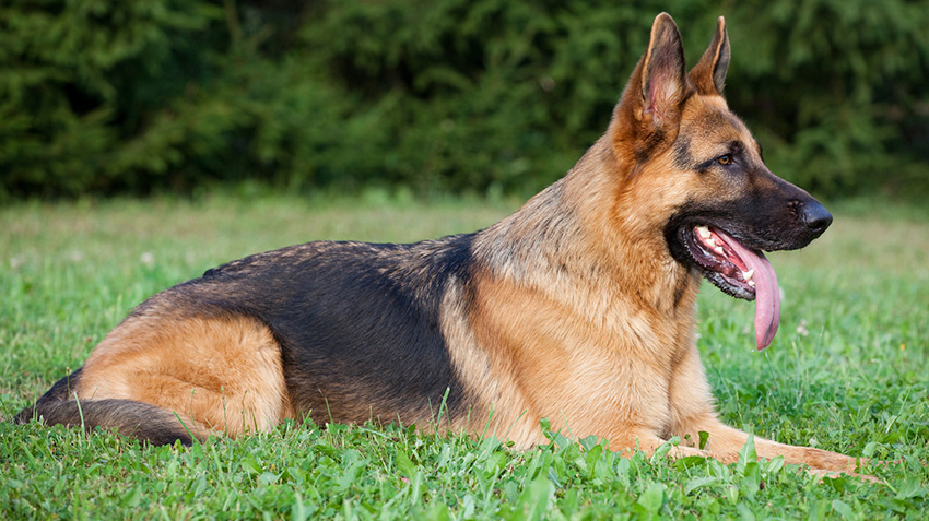 Detail German Shepherd Image Nomer 30