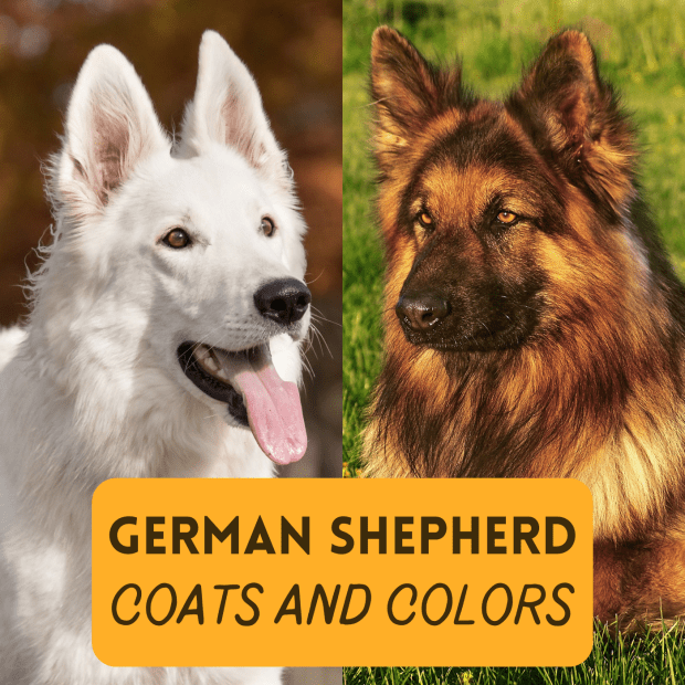 Detail German Shepherd Image Nomer 47