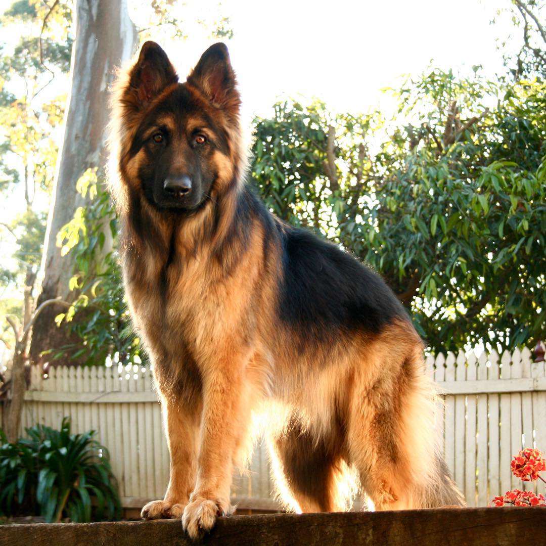 Detail German Shepherd Image Nomer 52