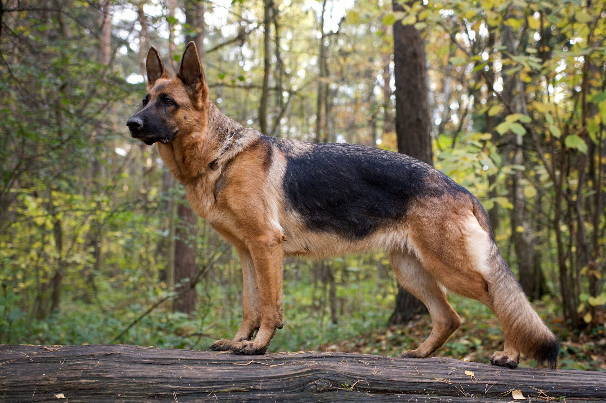 Detail German Shepherd Image Nomer 9