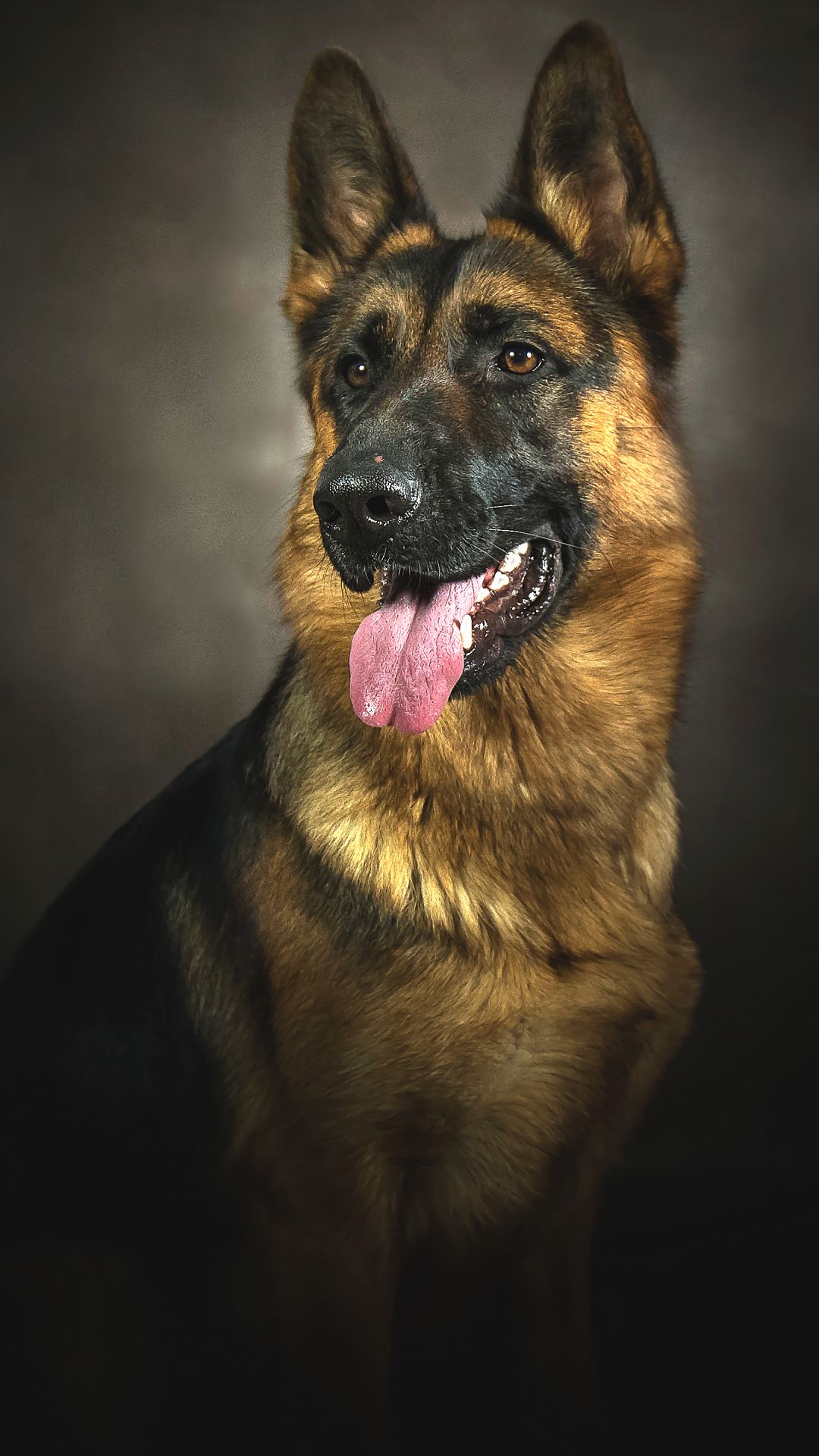 German Shepherd Iphone Wallpaper - KibrisPDR