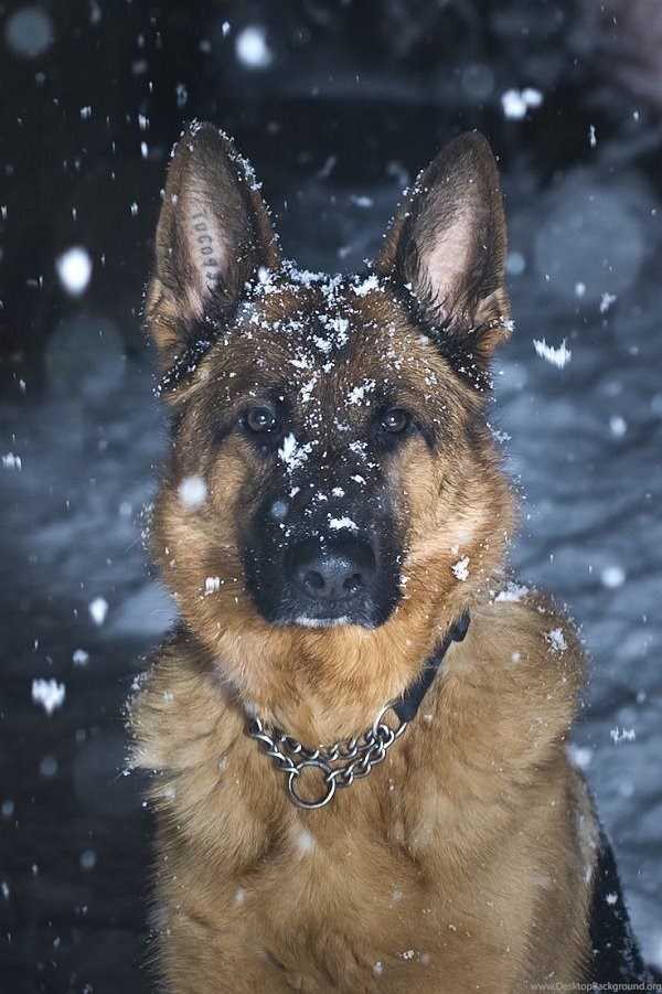 Detail German Shepherd Iphone Wallpaper Nomer 34