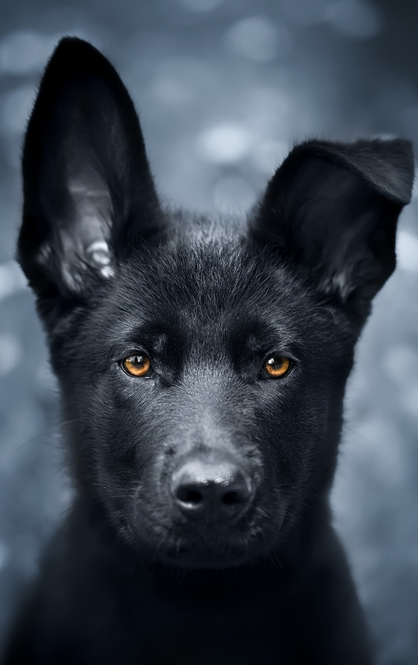 Detail German Shepherd Iphone Wallpaper Nomer 38