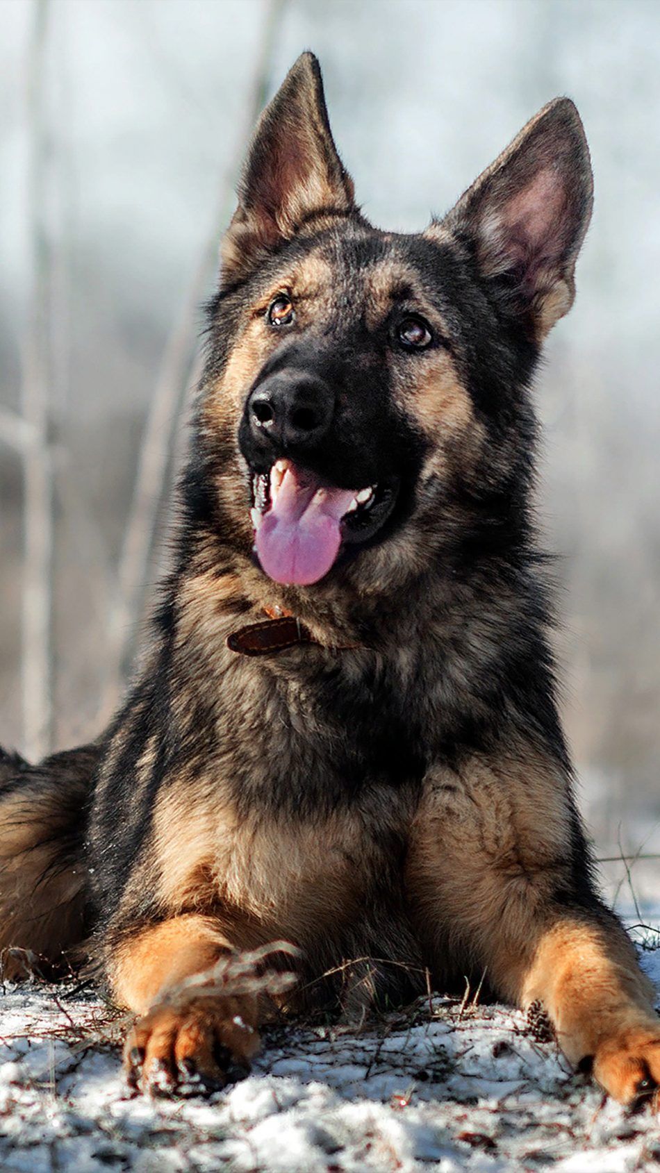 Detail German Shepherd Iphone Wallpaper Nomer 5