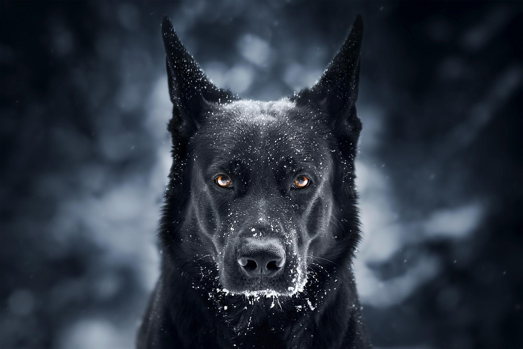 Detail German Shepherd Iphone Wallpaper Nomer 47