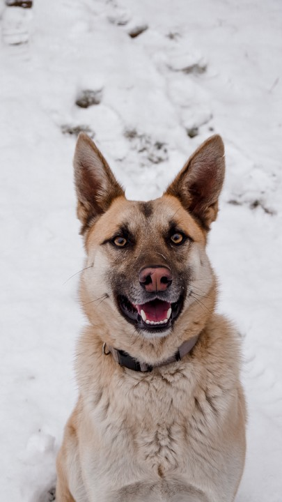 Detail German Shepherd Iphone Wallpaper Nomer 48