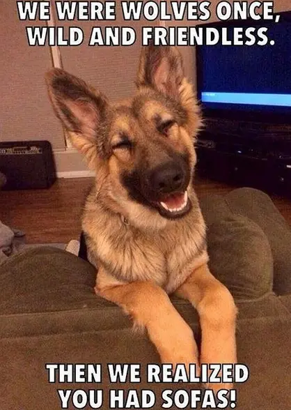 Detail German Shepherd Meme Generator Nomer 42