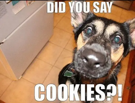 Detail German Shepherd Meme Generator Nomer 44
