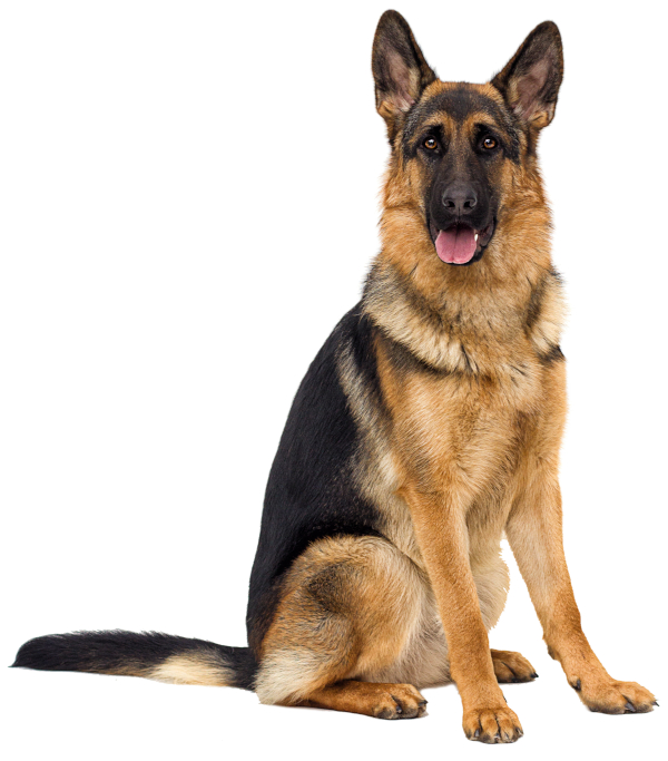 Detail German Shepherd Photo Nomer 20