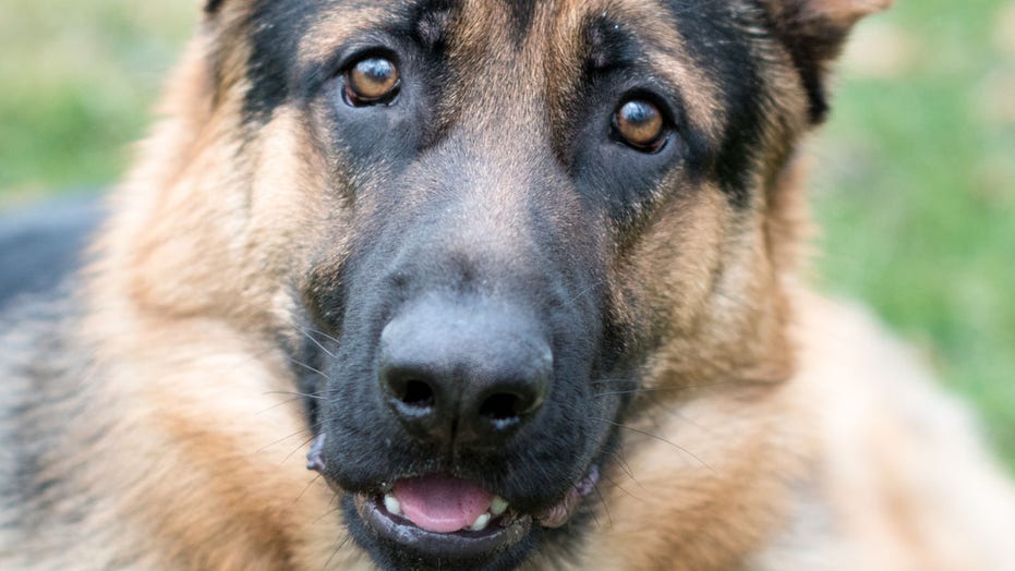 Detail German Shepherd Photo Nomer 25