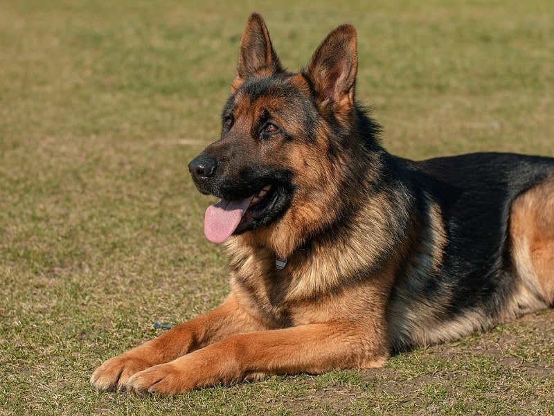 Detail German Shepherd Photo Nomer 28