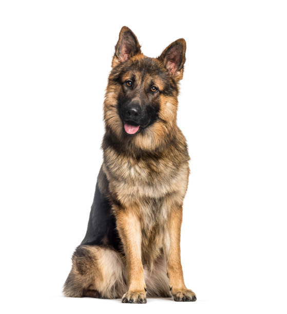 Detail German Shepherd Photo Nomer 32