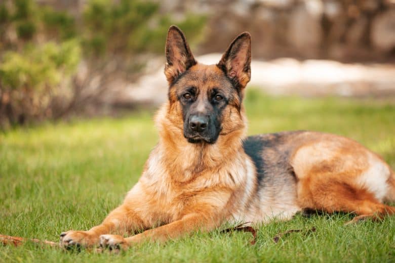 Detail German Shepherd Photo Nomer 53