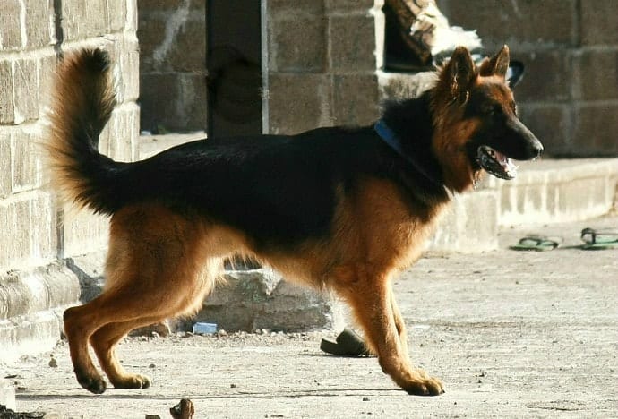 Detail German Shepherd Pic Nomer 33