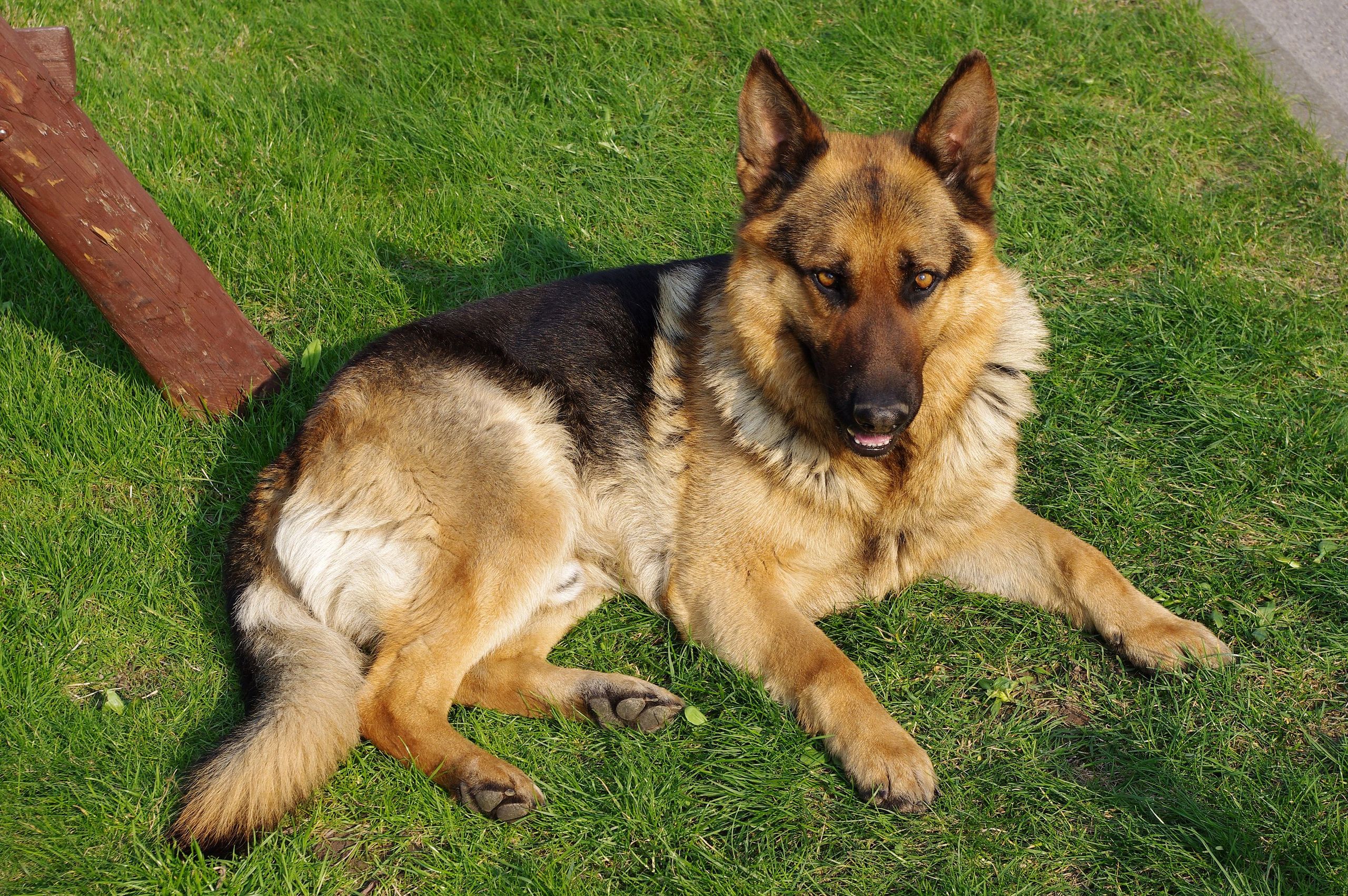 Detail German Shepherd Pic Nomer 41