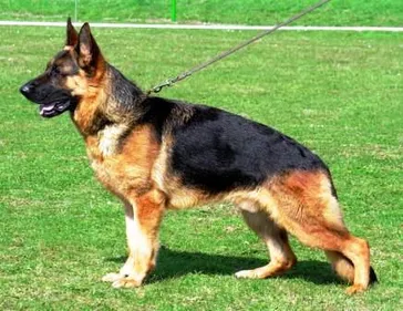 Detail German Shepherd Pic Nomer 44