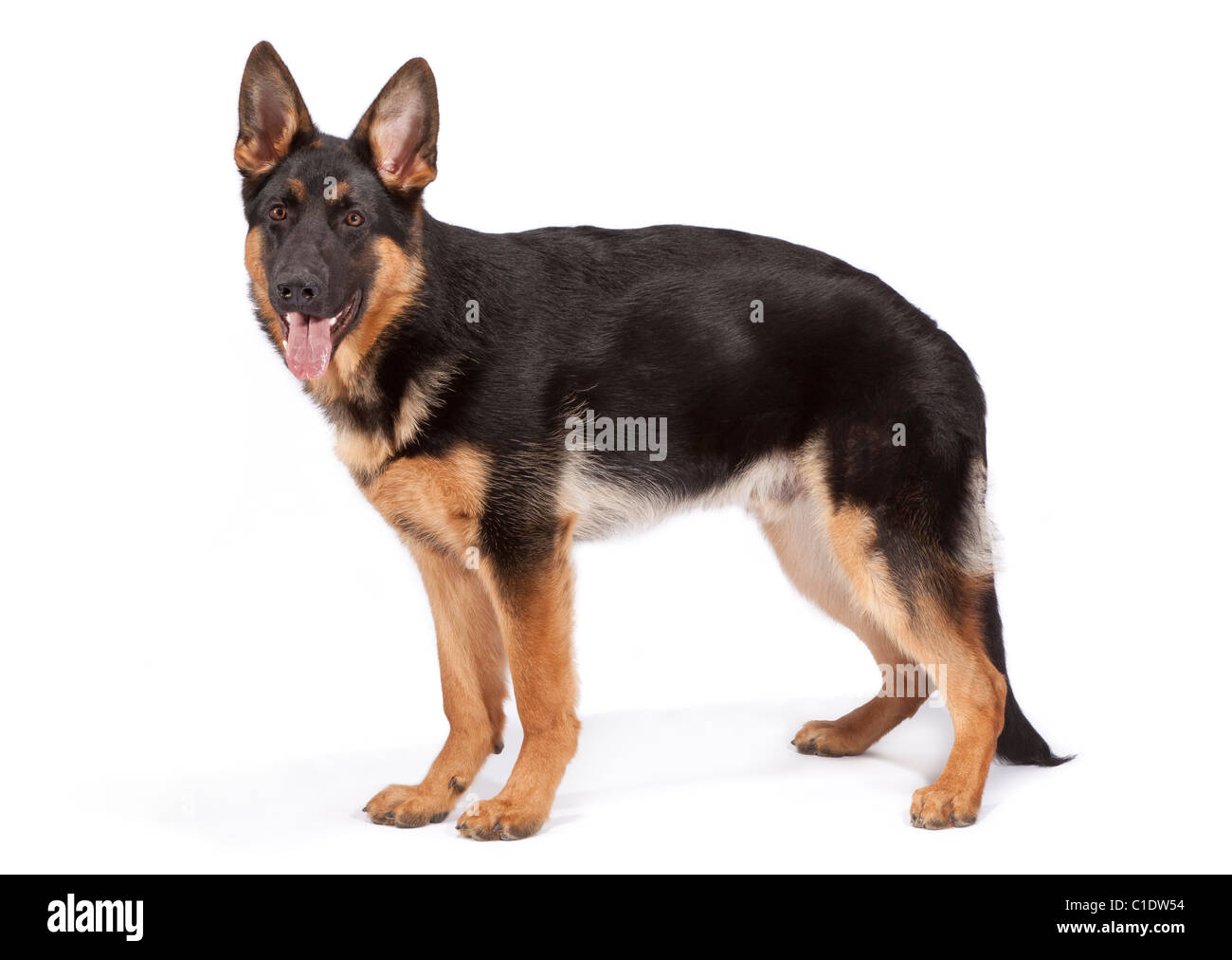 Detail German Shepherd Pics Nomer 44