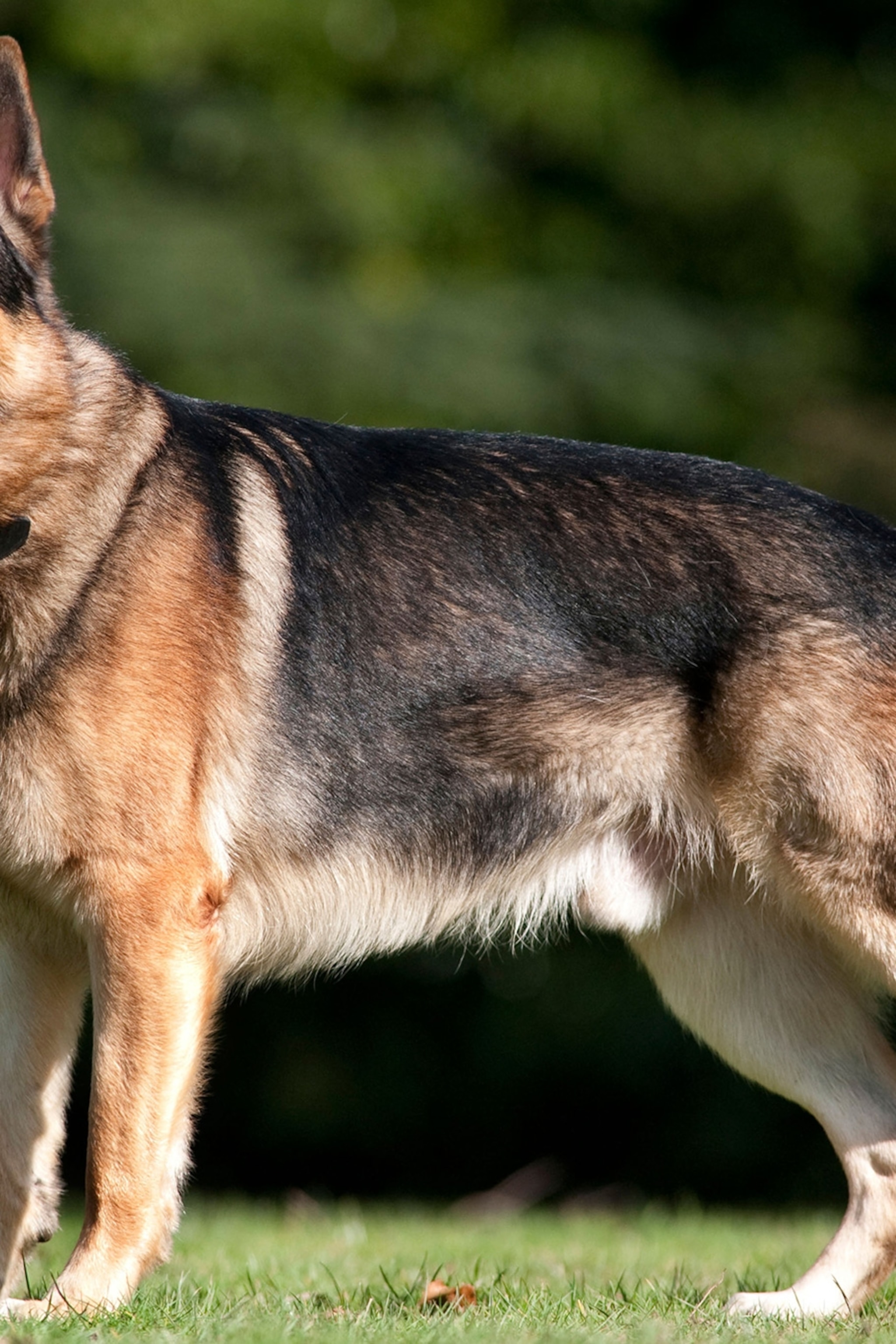 Detail German Shepherd Pics Nomer 7