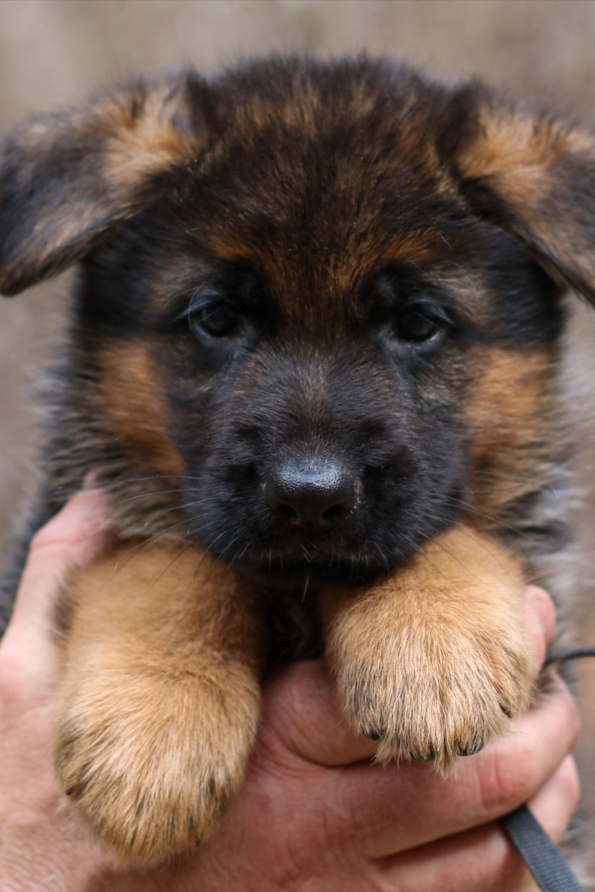 Detail German Shepherd Pics Puppy Nomer 26