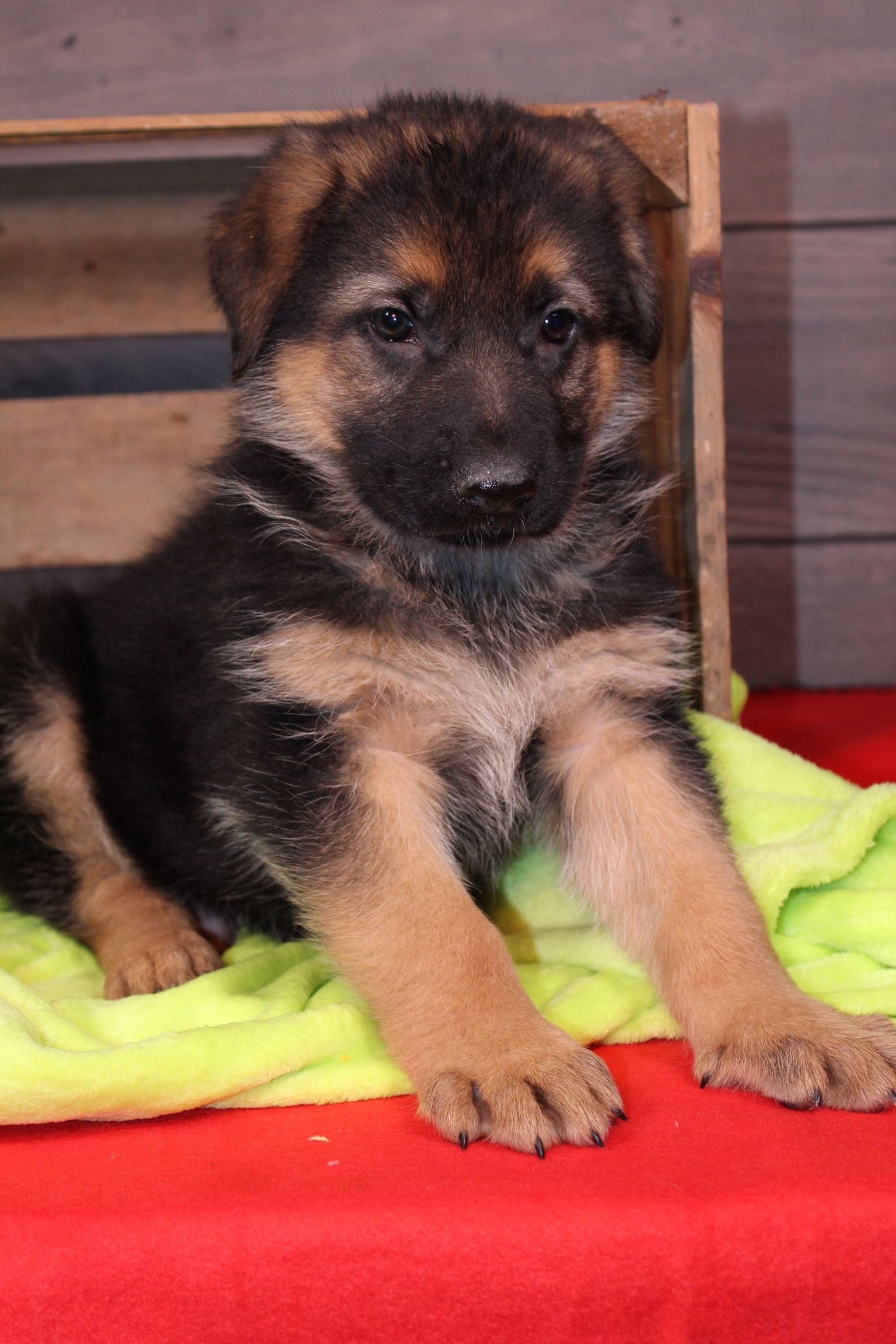 Detail German Shepherd Pics Puppy Nomer 51