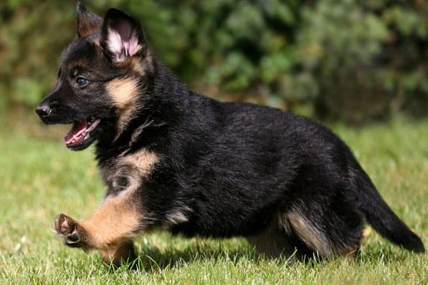 Detail German Shepherd Pics Puppy Nomer 52