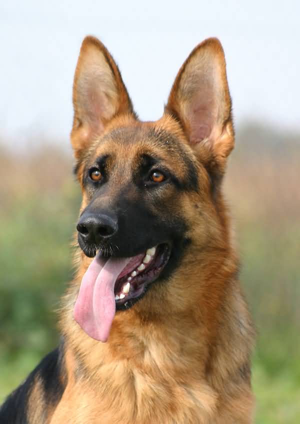 Detail German Shepherd Picture Gallery Nomer 14