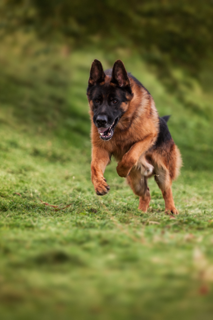 Detail German Shepherd Picture Gallery Nomer 23