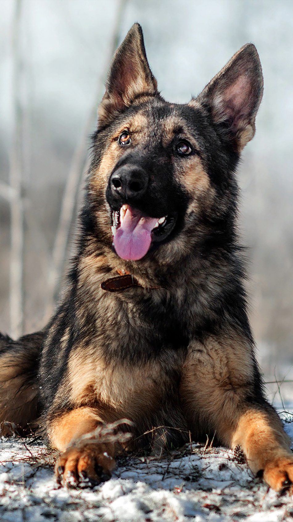 Detail German Shepherd Picture Gallery Nomer 24