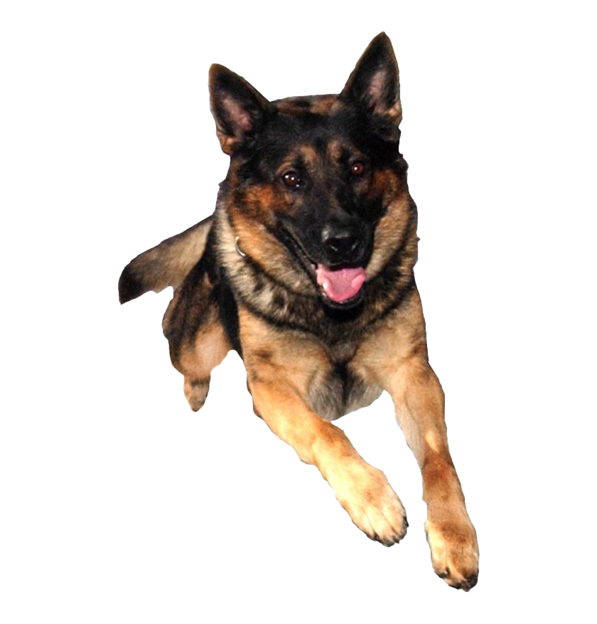 Detail German Shepherd Picture Gallery Nomer 30