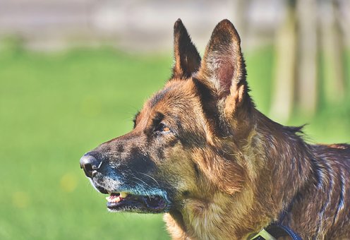 Detail German Shepherd Picture Gallery Nomer 42