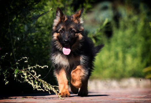 Detail German Shepherd Picture Gallery Nomer 50