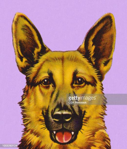 Detail German Shepherd Picture Gallery Nomer 56