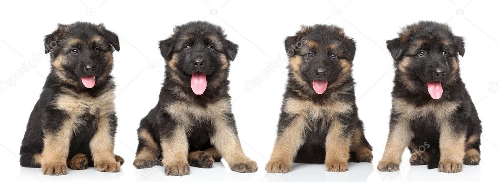 Detail German Shepherd Puppies Images Nomer 29