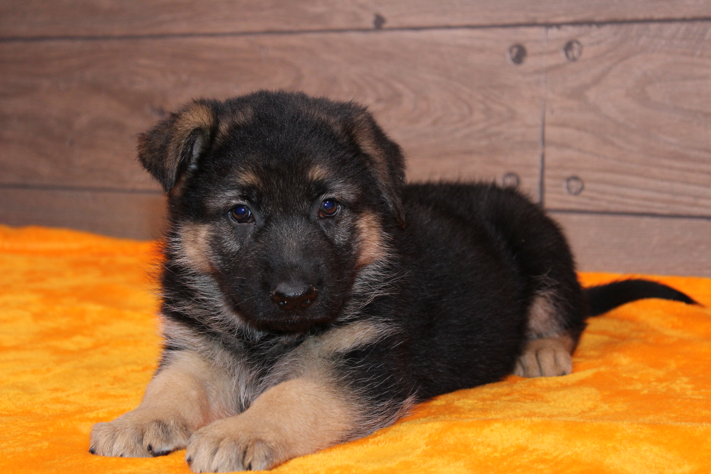 Detail German Shepherd Puppies Images Nomer 40