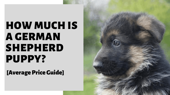 Detail German Shepherd Puppies Images Nomer 44