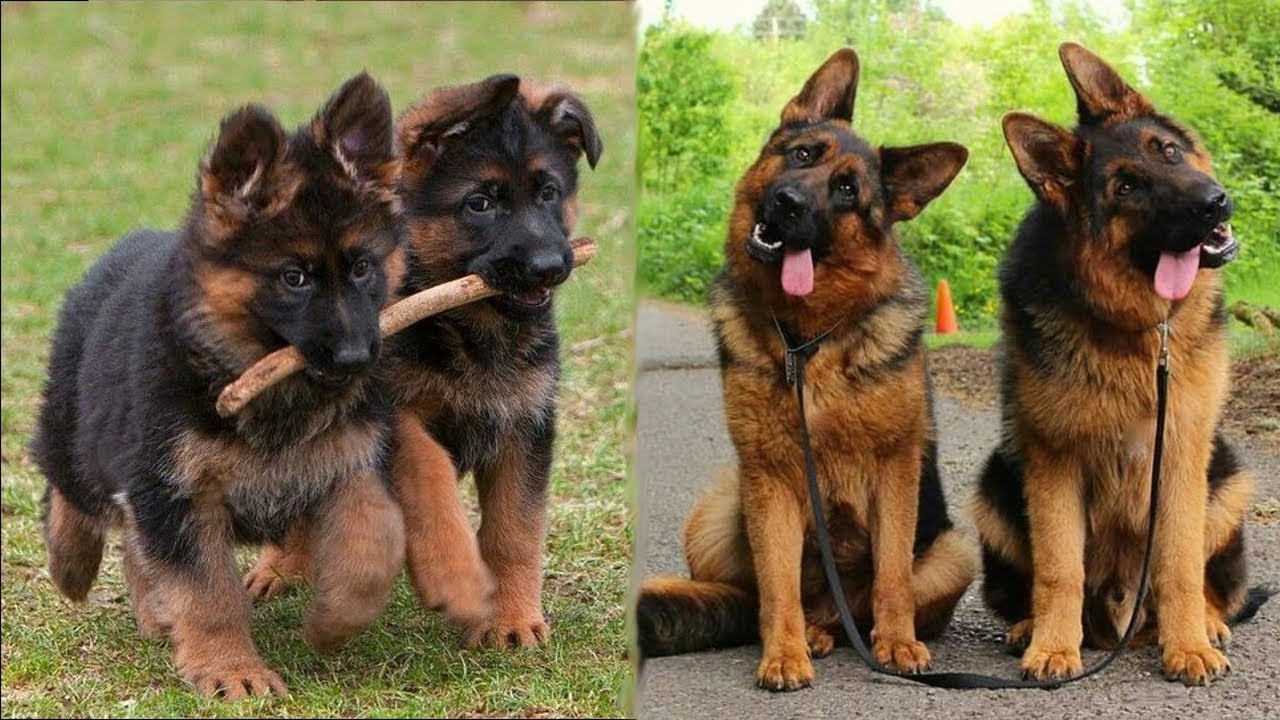 Detail German Shepherd Puppies Images Nomer 49