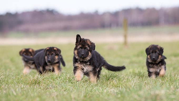 Detail German Shepherd Puppies Images Nomer 7